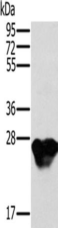 MYL3