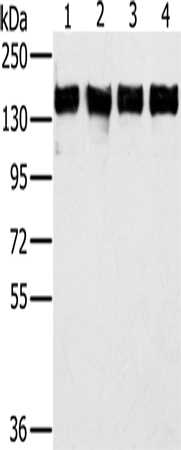 PPP1R12A