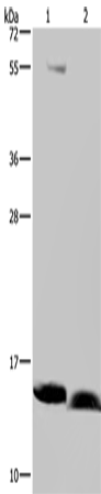 NDUFA5