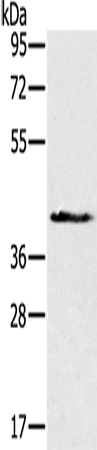 NDUFA9