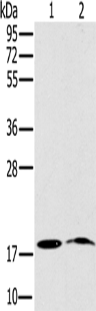 NDUFA3
