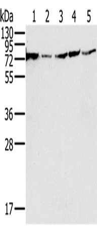 NDUFS1
