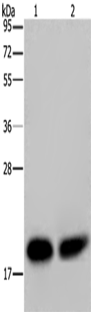 NDUFS4