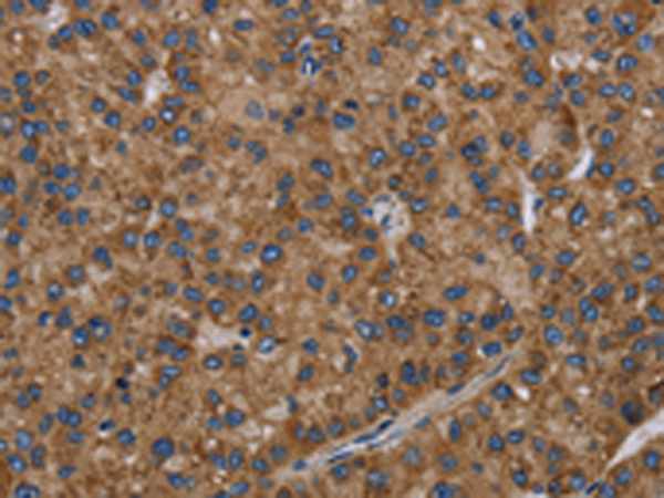 NECTIN2