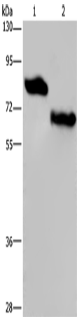 NECTIN3