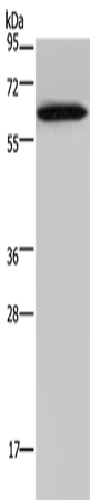 NCF2