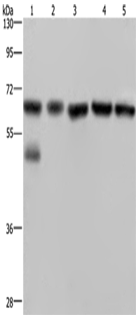 NUP62