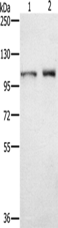 ODF2