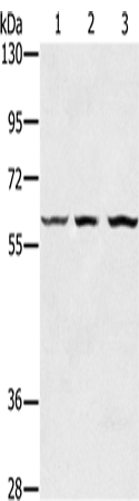 OXSR1