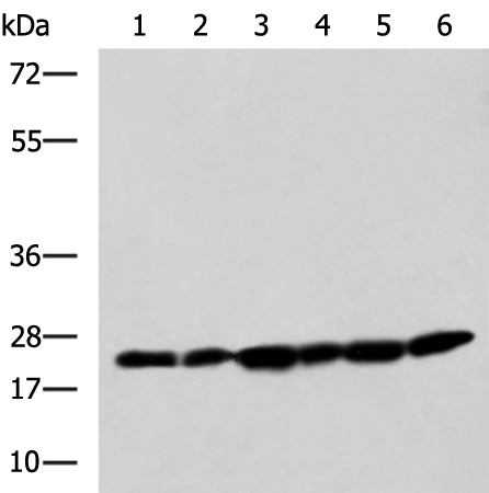 PCMT1