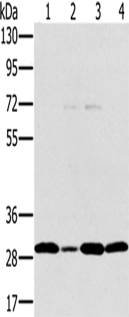 PEF1