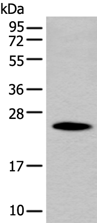 PGRMC1