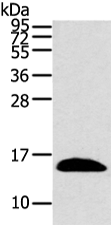 PPIL1