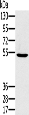 PSMC1