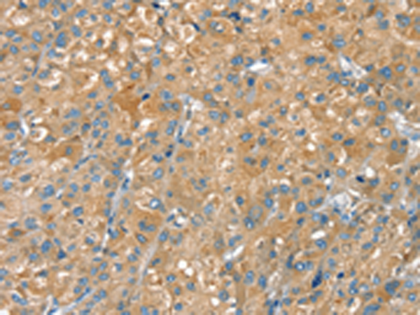 PTPRN