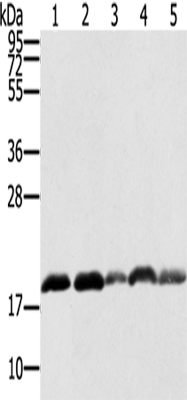 PTRH2