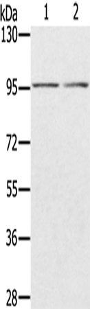 PYGL