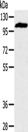 PYGM