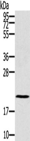 RBBP9