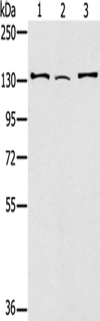 RNF40