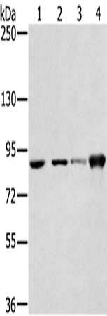 RNF214