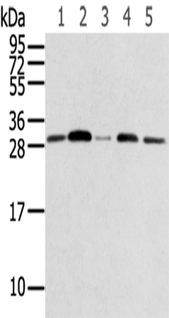 RPA2