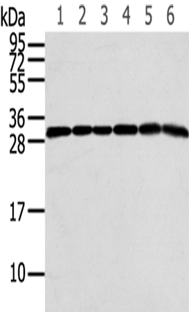 RPS3