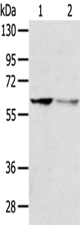 DHCR24
