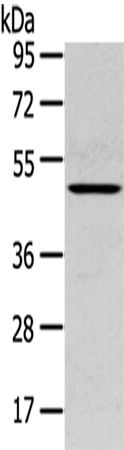 SERPINB11