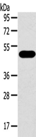 SRPX