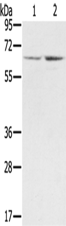 STXBP1