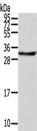 STX8