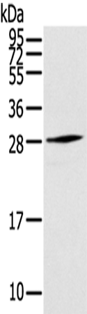 THYN1