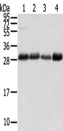 TMED1
