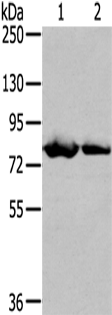 TGM5