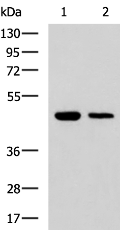 UBL7