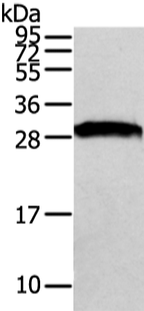 VAPA