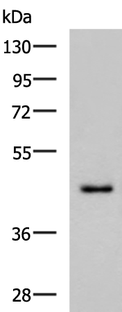 WDR4
