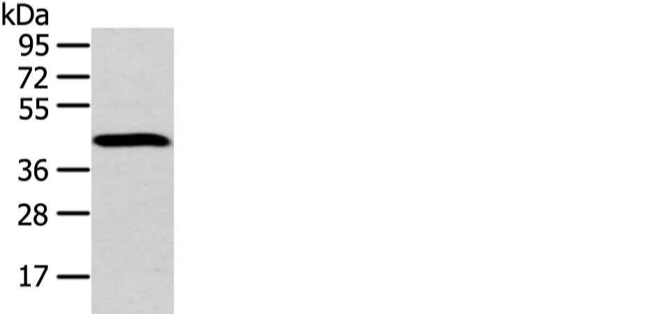 DCAF7