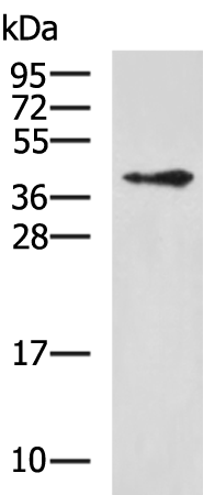 WDR77