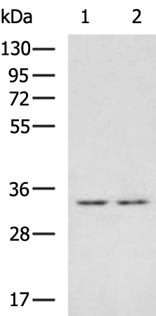 ZFAND1