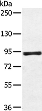 ZFP28