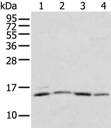 RPL35A