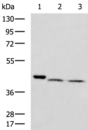 ATP1B4