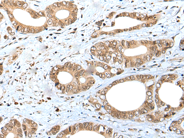 Rabbit Polyclonal Antibody to SPCS2