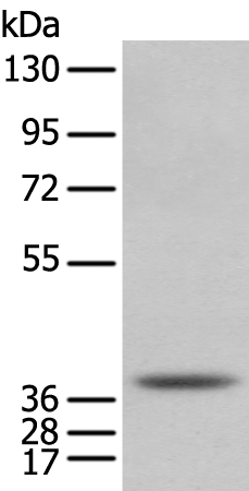 NUDT6