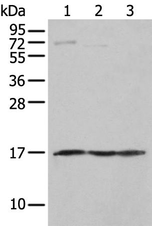 NDUFA12