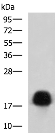 TNNC1