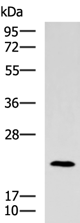 TRAPPC4