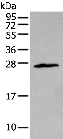 ZNF22